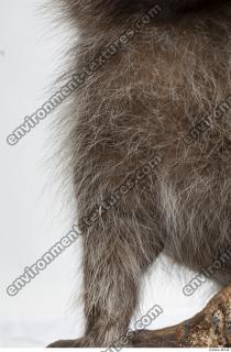 raccoon fur 0005